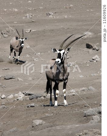 Gemsbok (Oryx gazella) - Namibia 11609926