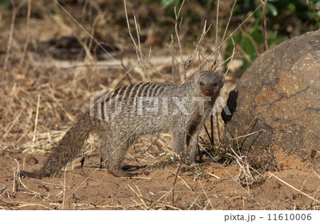 Banded Mongoose - Botswana 11610006