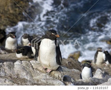 Rockhopper Penguins on Pebble Island in The Falkland Islands 11610107