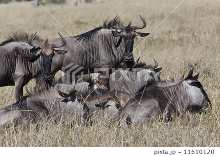 Wildebeest (Connochaetes taurinus) - Botswana 11610120