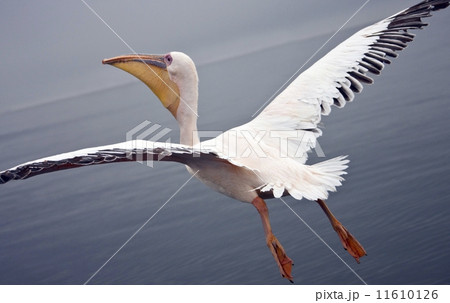 Flying with a Great White Pelican 11610126