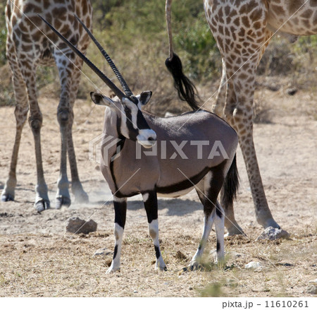 Gemsbok (Oryx) - Namibia 11610261