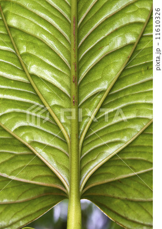 Large Leaf - Tropical Cloud Forest - Ecuador Large Leaf - Tropical Cloud Forest - Ecuador 11610326