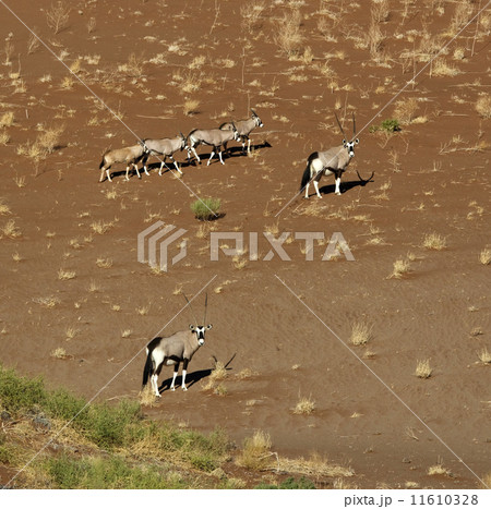 Gemsbok (Oryx) in Namibia 11610328
