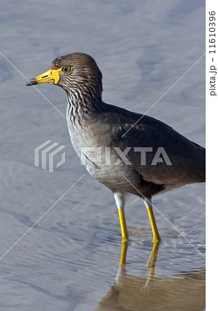 African Wattled Lapwing - Botswana African Wattled Lapwing - Botswana 11610396