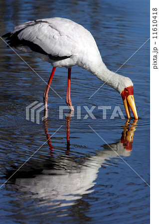 Yellowbilled Stork - Okavango Delta - Botswana 11610418