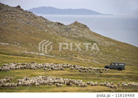 Sheep Farming - Carcass Island - Falkland Islands 11610468