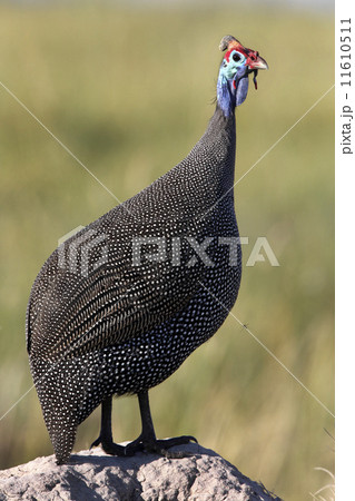 Helmeted Guineafowl - Botswana 11610511