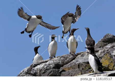 Guillemot Colony - Scotland 11610517