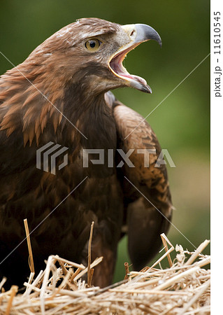 Golden Eagle 11610545