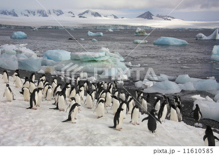 Penguins - Antarctica 11610585