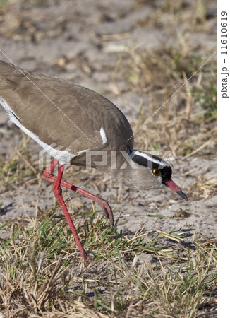Crowned Lapwing - Botswana 11610619