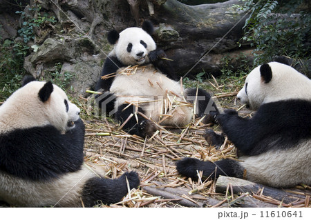 Group of Giant Panda - Chengdu - China 11610641