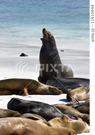 Galapagos Sea lions (Zalophus californianus wollebacki) 11610699