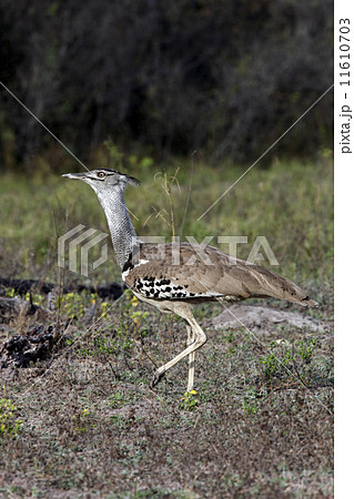 A Kori Bustard (Ardeotis kori) in Etosha National Park in Namibi A Kori Bustard (Ardeotis kori) in Etosha National Park in Namibi 11610703