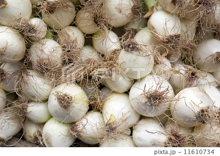 Spring Onions 11610734