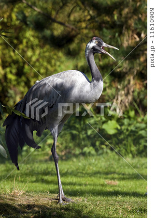 Common Crane (Grus grus) - Norfolk Broads - England 11610909