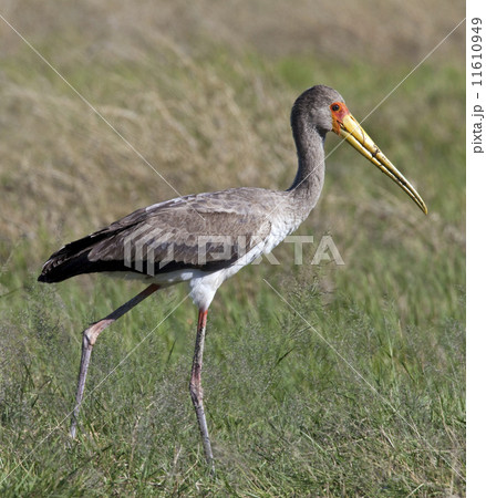 A young Yellowbilled Stork (Mycteria ibis) in the Okavango Delta 11610949