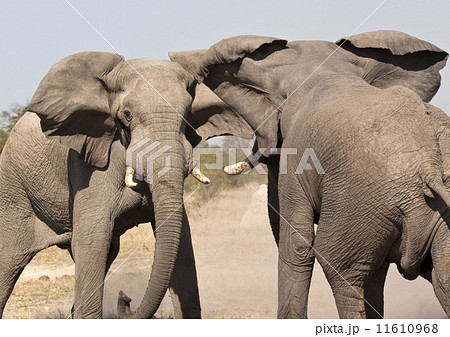 Elephant (Loxodonta africana) - Botswana Elephant (Loxodonta africana) - Botswana 11610968