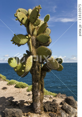 Prickly Pear Cactus - Galapagos Islands 11610975