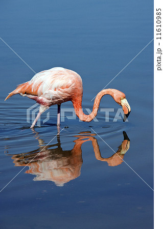 American or Caribbean Flamingo (Phoenicopterus ruber) 11610985