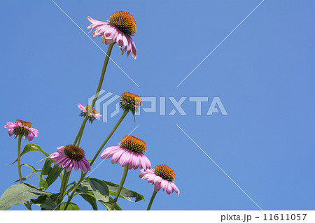 青空をバックにエキナセアの花 11611057