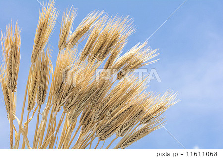 青空をバックにオオムギの穂 11611068