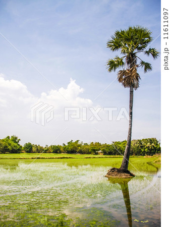 Rice seedlings with toddy palm. 11611097