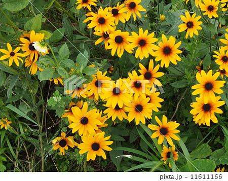 グロリオサ・デージー グロリオサ・デージー 11611166