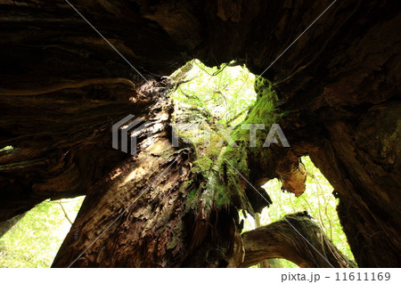 ウィルソン株 ウィルソン株 11611169