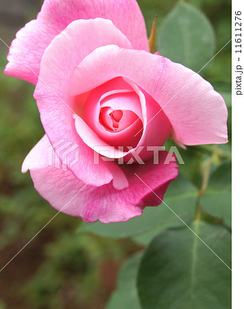 薔薇：スパニッシュビューティー 11611276