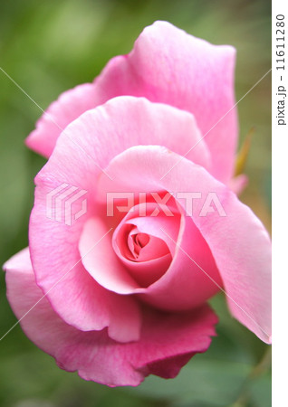 薔薇:スパニッシュビューティー 薔薇:スパニッシュビューティー 11611280