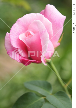 薔薇:スパニッシュビューティー 薔薇:スパニッシュビューティー 11611281