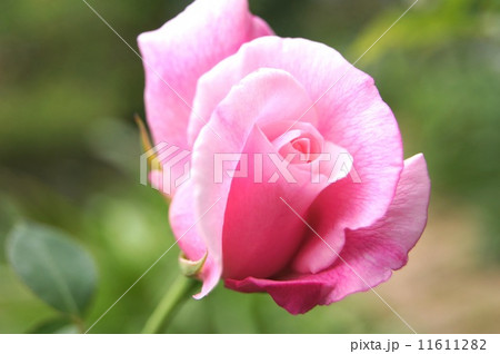 薔薇:スパニッシュビューティー 薔薇:スパニッシュビューティー 11611282