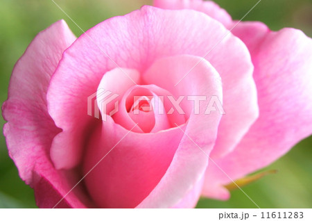 薔薇:スパニッシュビューティー 薔薇:スパニッシュビューティー 11611283