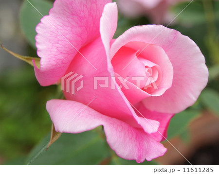 薔薇：スパニッシュビューティー 11611285