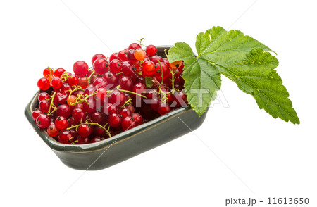 Red currant 11613650