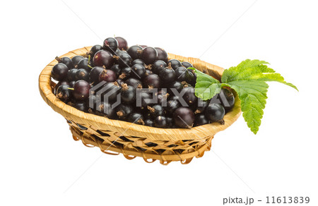 Black currant Black currant 11613839
