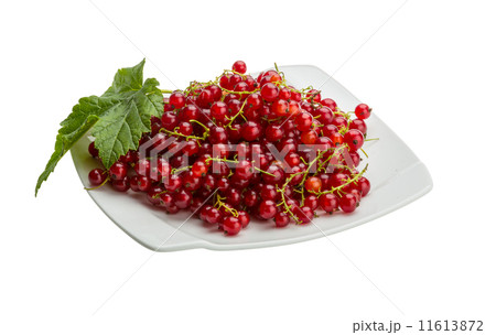 Red currant Red currant 11613872