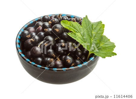 Black currant 11614406
