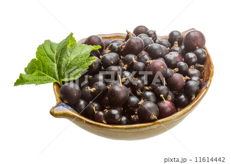 Black currant 11614442