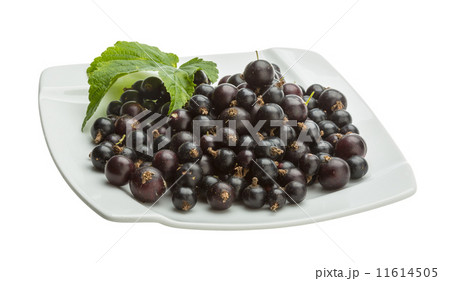 Black currant 11614505