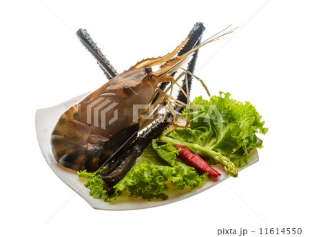 Freshwater prawn 11614550