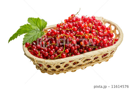 Red currant Red currant 11614576