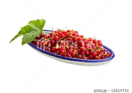 Red currant Red currant 11614752