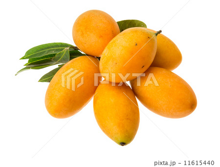 Bouea macrophylla Bouea macrophylla 11615440