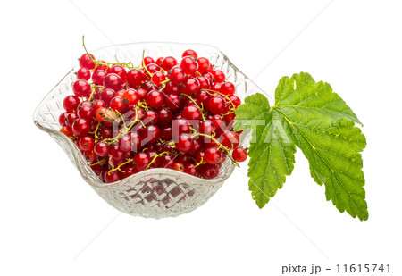 Red currant Red currant 11615741