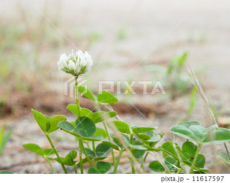 シロツメクサ シロツメクサ 11617597