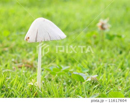 雨あがりのキノコ 雨あがりのキノコ 11617604