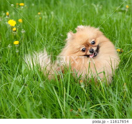 a  funny pomeranian sitting in green grass 11617654